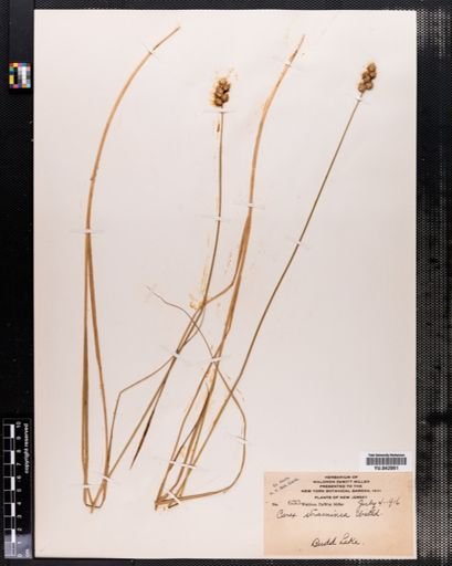 Carex straminea