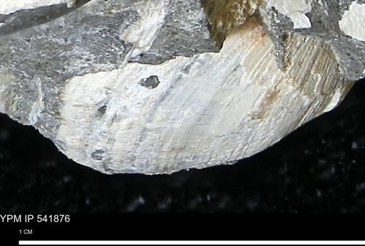 Limopsis striatopunctatus