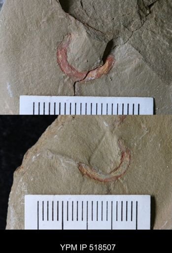 undet. Ichnofossil