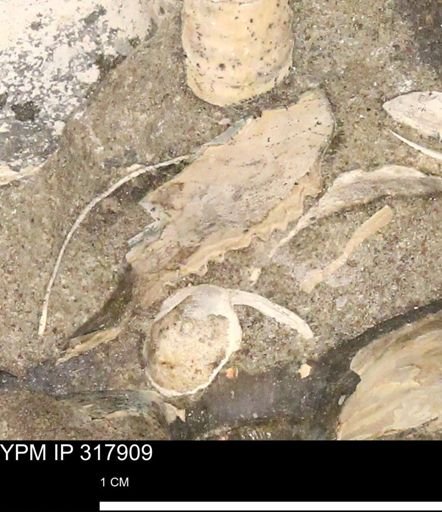 Hoploscaphites sp.