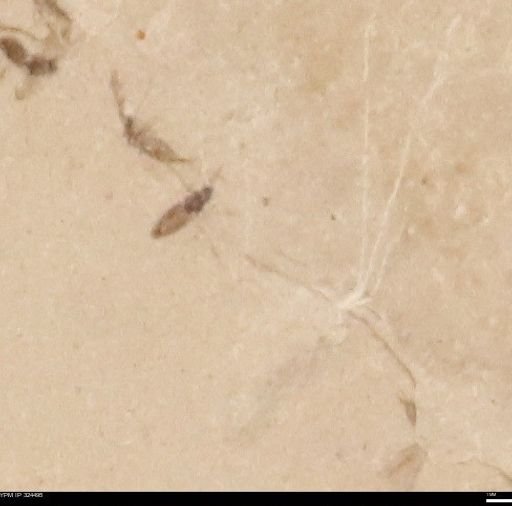 undet. Insecta