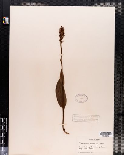 Plantae