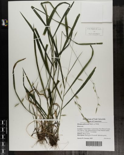Bromus pubescens
