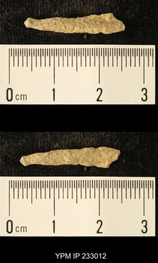 Archaeocidaris sp.