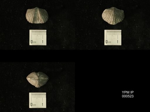 Platystrophia regularis