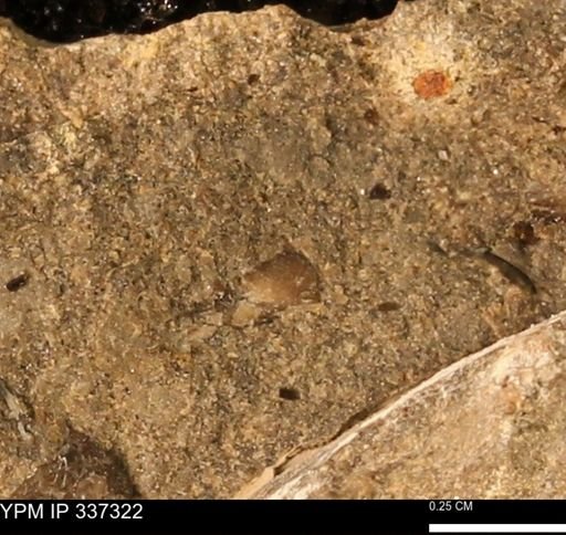 undet. Bivalvia