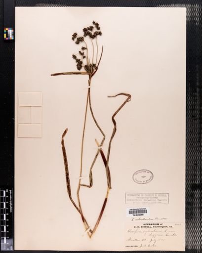 Scirpus rubrotinctus