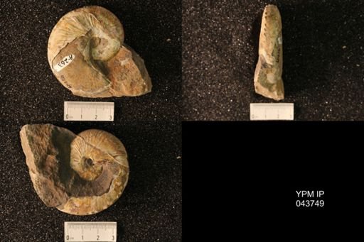 Hoploscaphites nicolletii