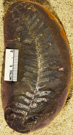 Pecopteris