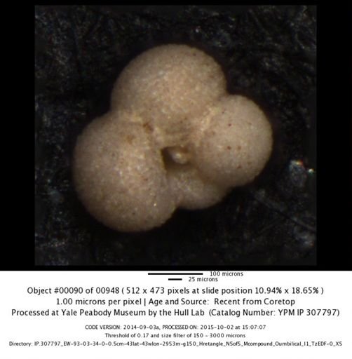 undet. Foraminiferida