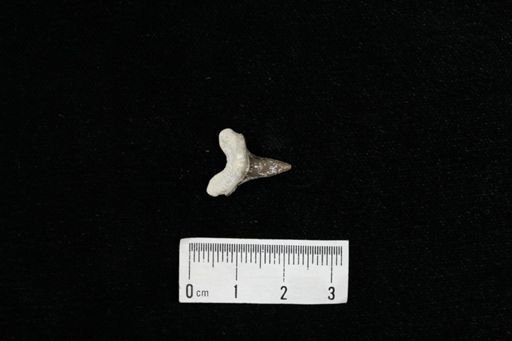 Cretolamna sp.