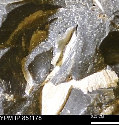 Limopsis striatopunctatus
