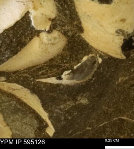 Protocardia sp.