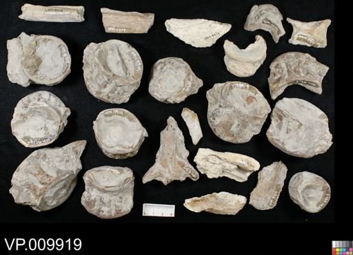 undet. Ichthyodectidae