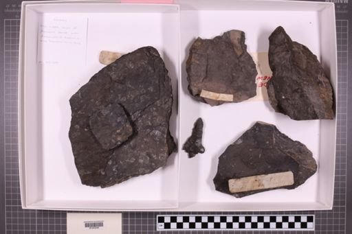 mixed taxa, stratigraphic collection