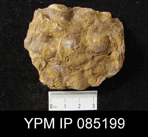 Atrypa reticularis