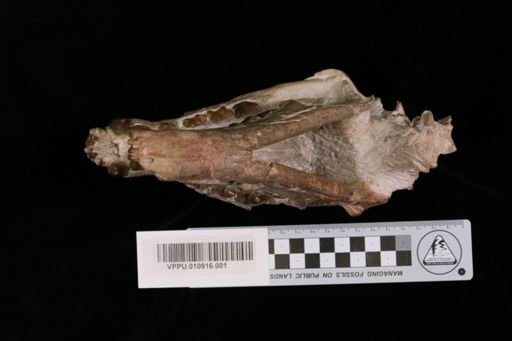 Hyaenodon horridus