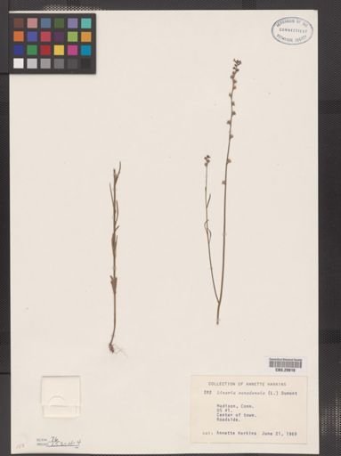 Linaria canadensis