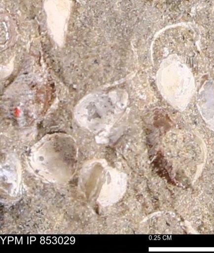 Limopsis striatopunctatus
