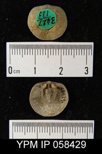 Dalmanella subcarinata