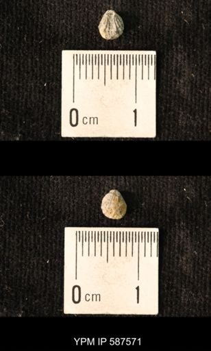 Camarotoechia whitei