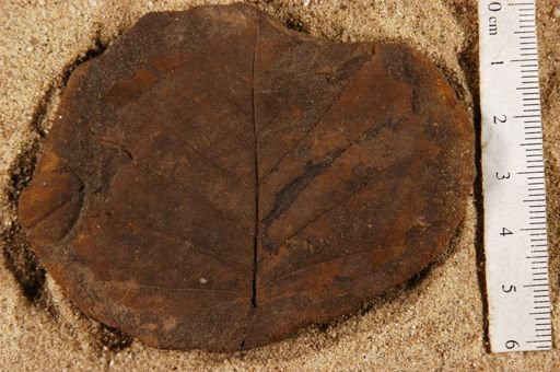 Viburnites masoni