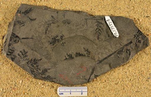 Sphenopteris newberryi