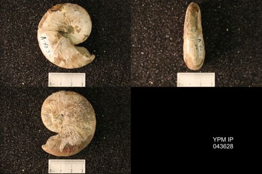 Hoploscaphites nicolletii