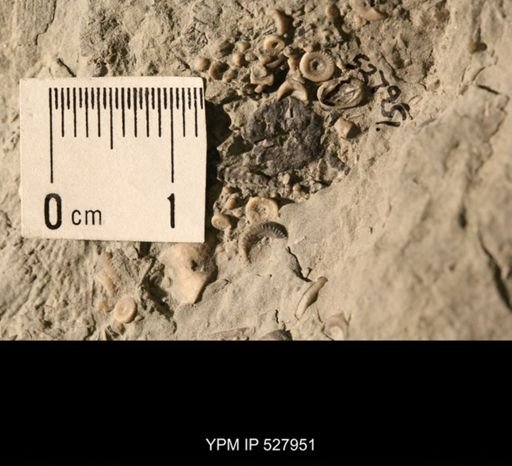 Aganaster gregarius