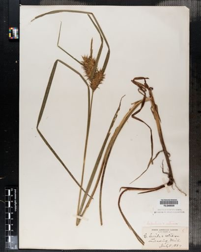 Carex lupulina