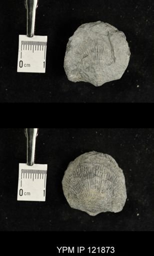 undet. Atrypidae