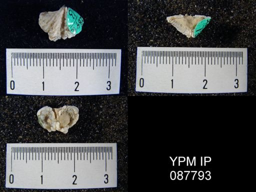 Spirifer perlamellosus