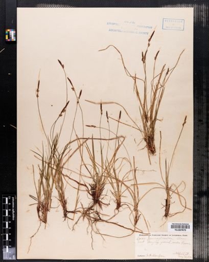 Carex pensylvanica