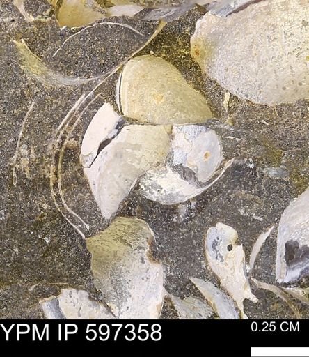 Limopsis striatopunctatus