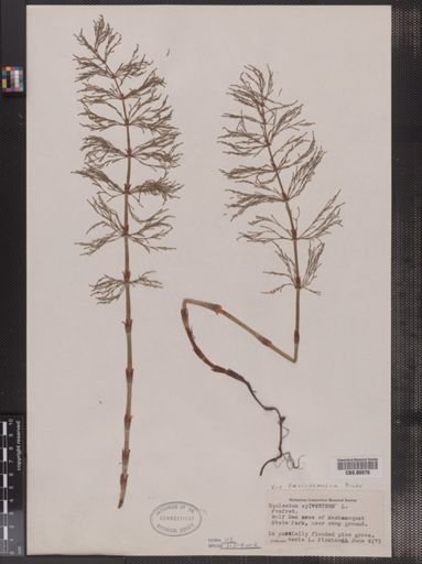 Equisetum sylvaticum