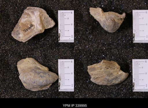 Ostrea soleniscus