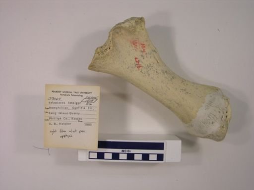 Teleoceras fossiger