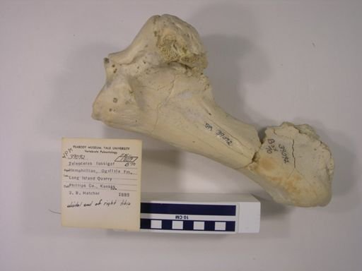 Teleoceras fossiger