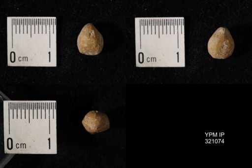 Dielasma breviplicatum