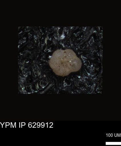 undet. Foraminiferida