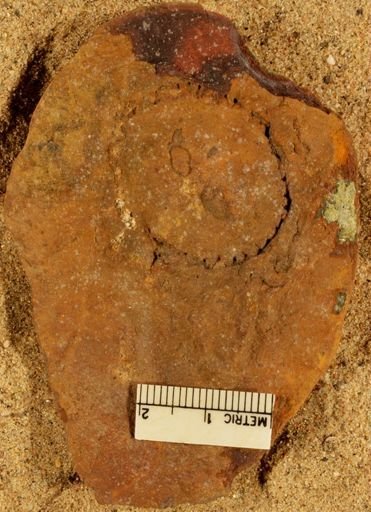 Calamites
