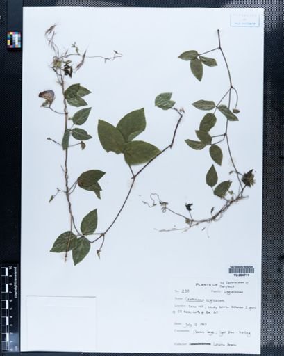 Centrosema virginianum
