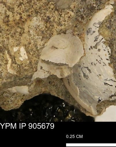 undet. Bivalvia