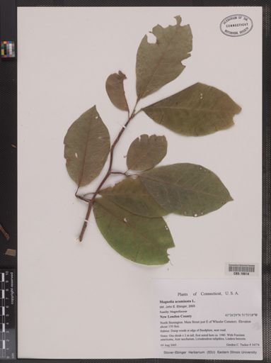 Magnolia acuminata