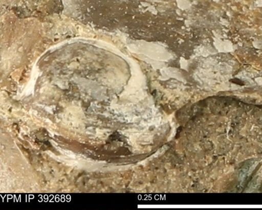 Protocardia subquadrata