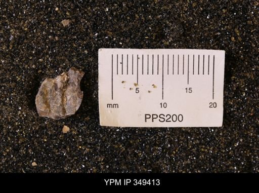 Limopsis striatopunctatus