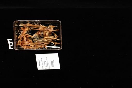 Dissostichus mawsoni