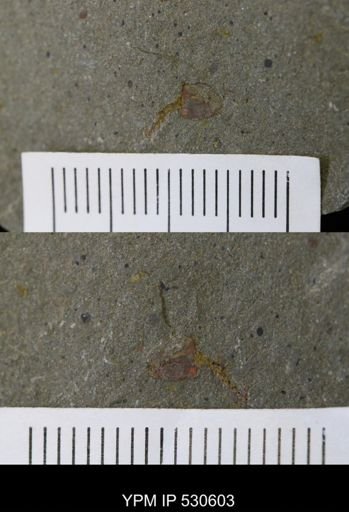 undet. Stylophora