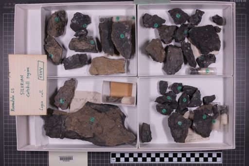 mixed taxa, stratigraphic collection