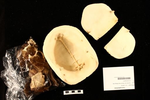 Cuora galbinifrons